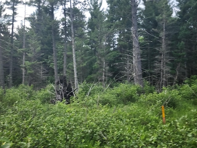 view of local wilderness featuring a forest view