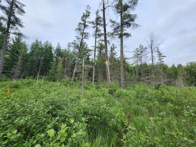 view of local wilderness with a view of trees