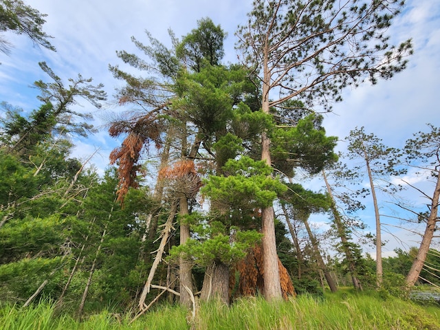 view of local wilderness