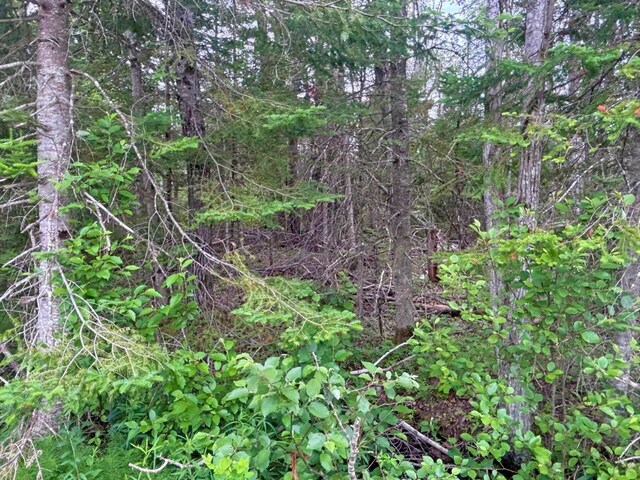 Off Big Cut Highway, Millersburg, MI 49759 - photo 13