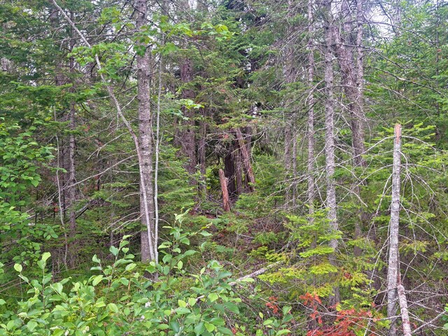 Off Big Cut Highway, Millersburg, MI 49759 - photo 14