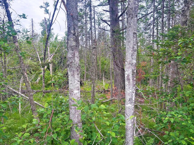 Off Big Cut Highway, Millersburg, MI 49759 - photo 15