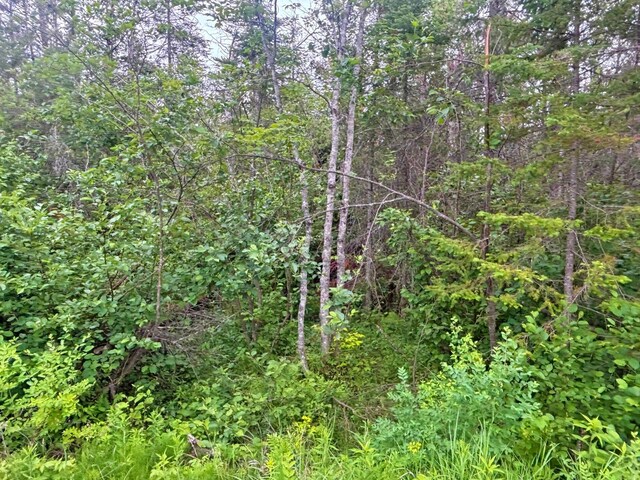 Off Big Cut Highway, Millersburg, MI 49759 - photo 16
