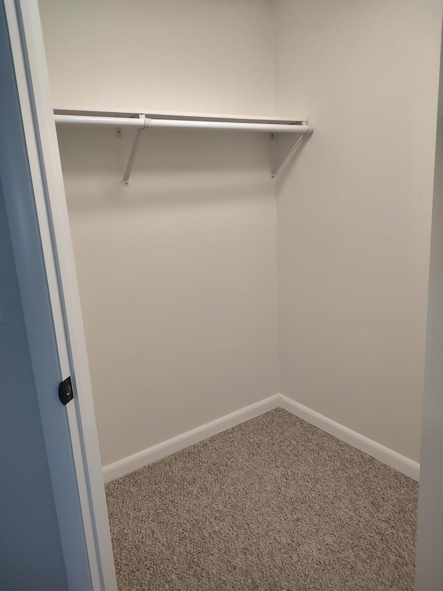 spacious closet featuring carpet flooring