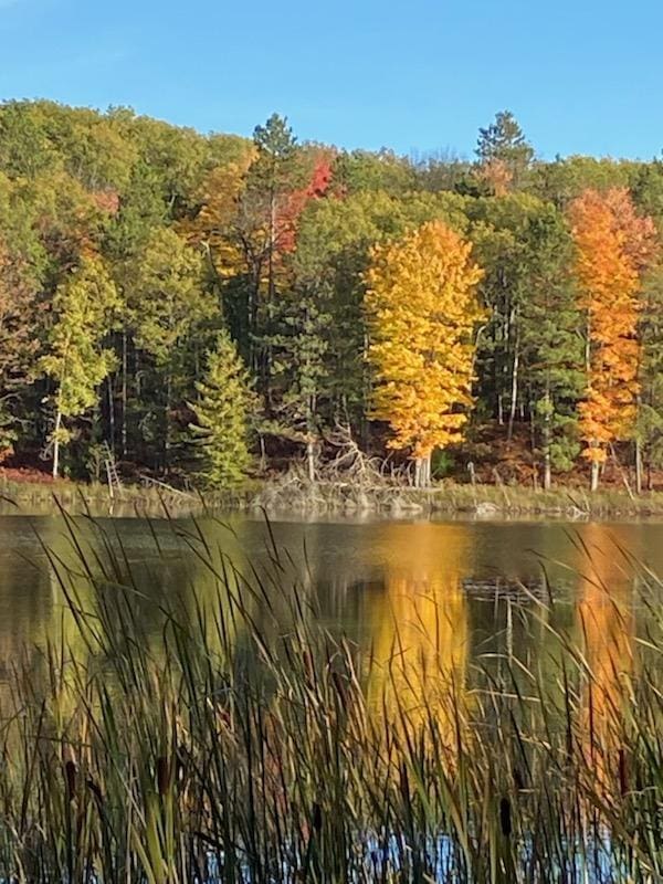 property view of water featuring a wooded view