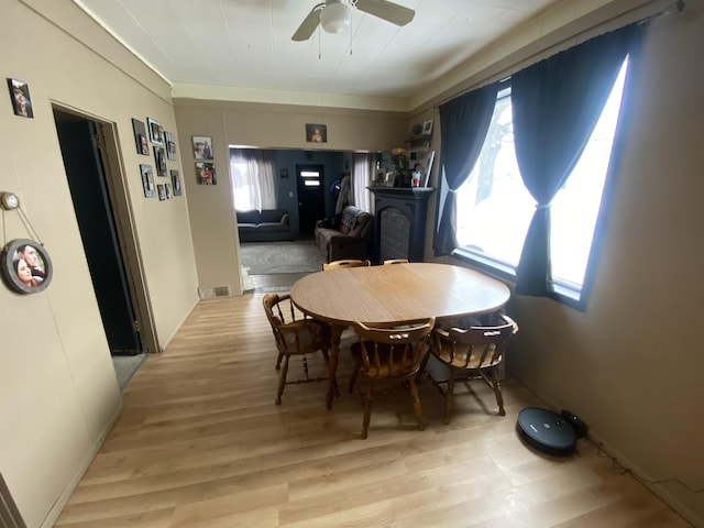 dining space with visible vents, light wood-style flooring, and ceiling fan