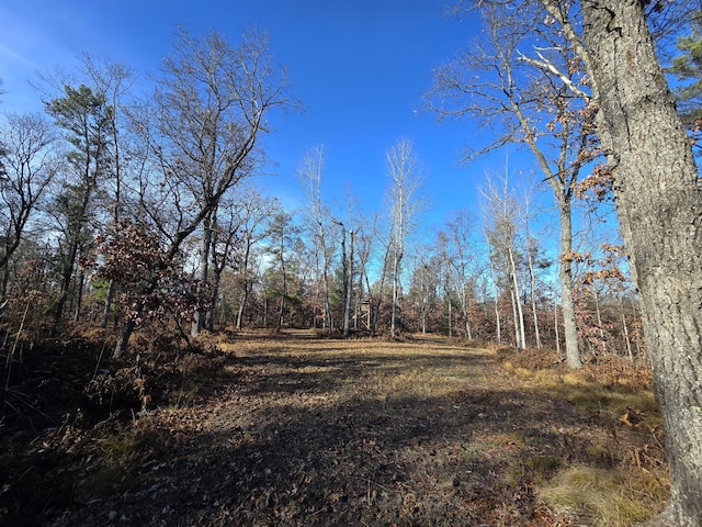 view of local wilderness