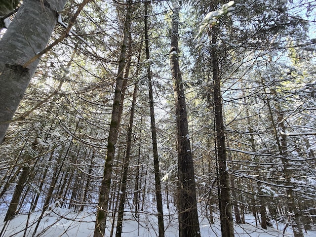 view of local wilderness