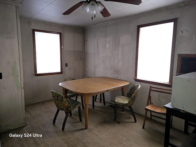 dining space with plenty of natural light, ceiling fan, and light wood-style floors