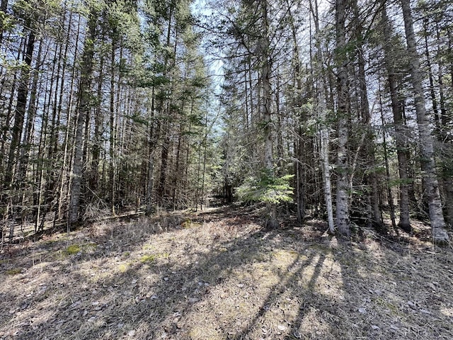 6348 Zolner Rd, Cheboygan, MI 49721 - view of local wilderness with a view of trees