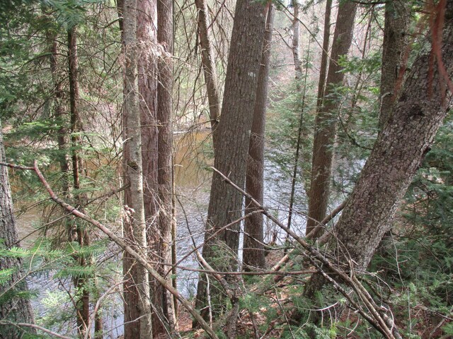 view of local wilderness featuring a view of trees