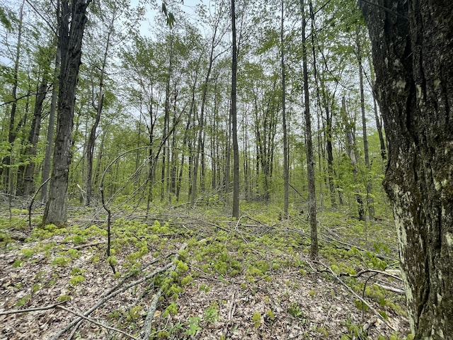 8598 N Sherman Rd, Frederic, MI 49733 - view of tree filled area