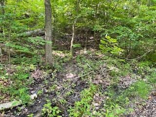 Oconnor St, Hale, MI 48739
