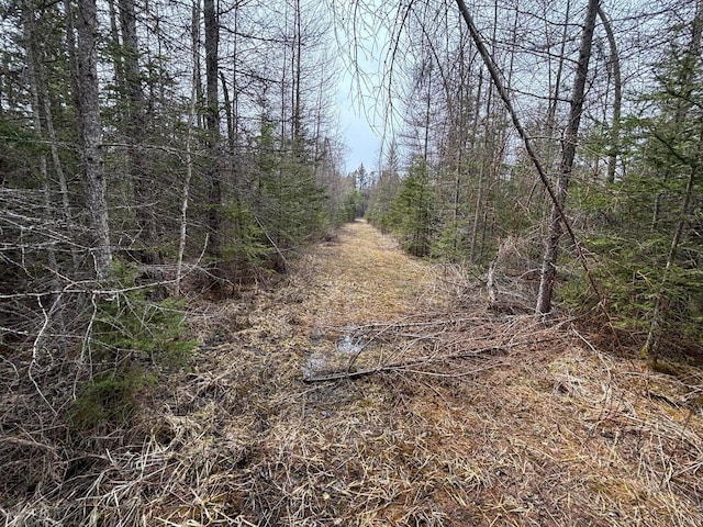 view of local wilderness with a forest view