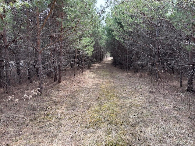 view of local wilderness