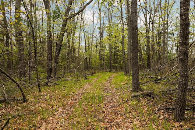 1350 Pine Point Dr, Lewiston, MI 49756 - view of wooded area