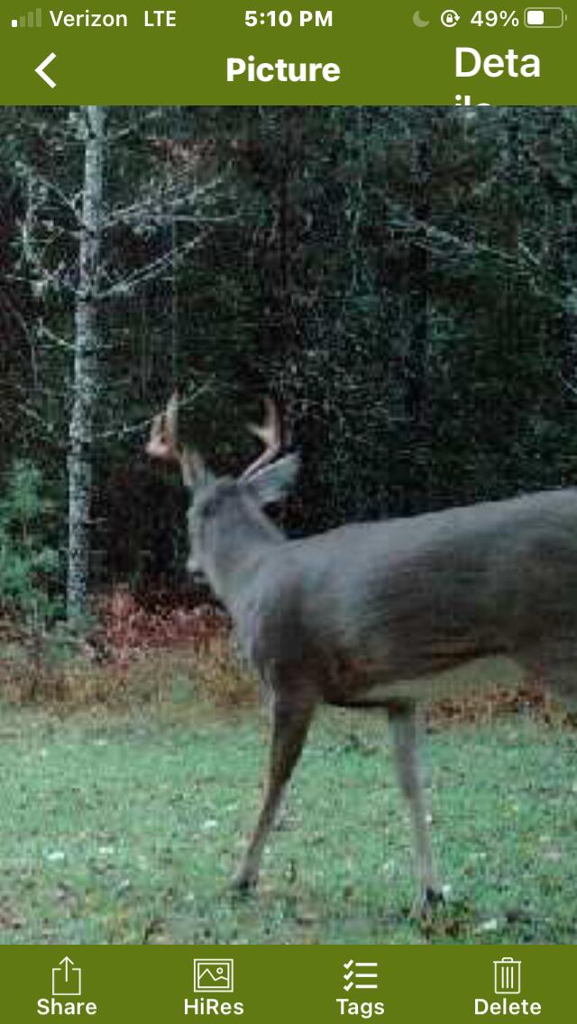 V/L Grouse Trail, Grayling, MI 49738