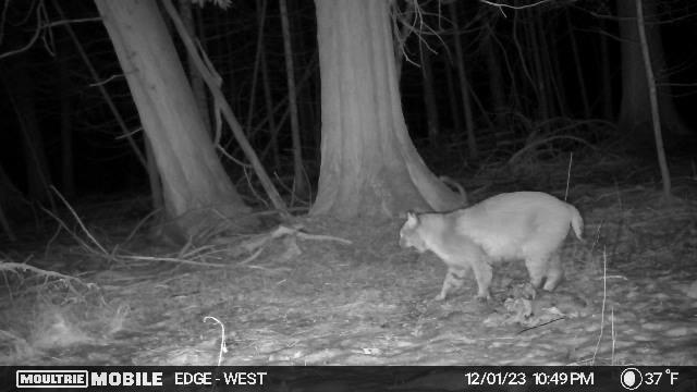 V/L Grouse Trail, Grayling, MI 49738
