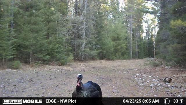 V/L Grouse Trail, Grayling, MI 49738