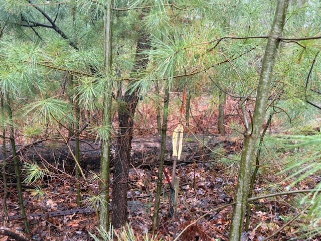 206 Great Oak Dr, Roscommon, MI 48653 - view of local wilderness