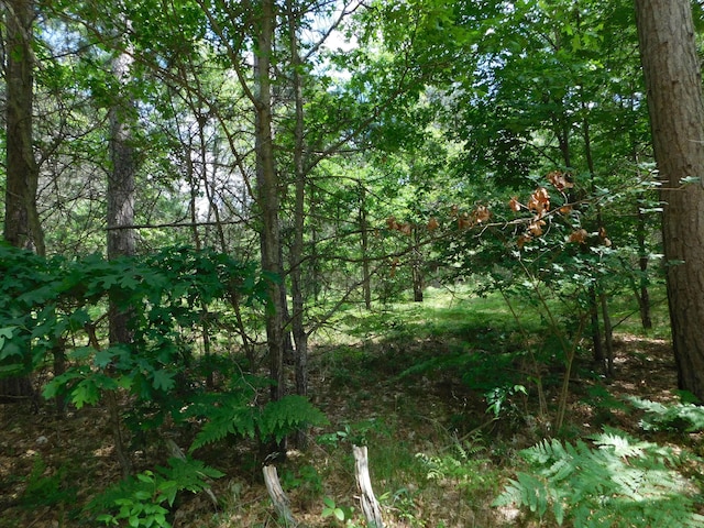 8727 S Oak Rd, Grayling, MI 49738 - view of tree filled area