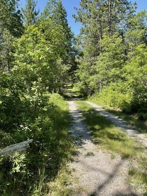 8842 Jackson Hole Trl, Grayling, MI 49738 - view of street with a forest view