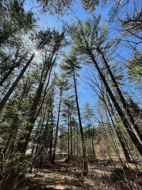 2165 E Cherry Creek Rd, Fairview, MI 48621 - view of local wilderness
