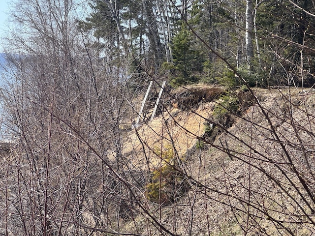 view of local wilderness