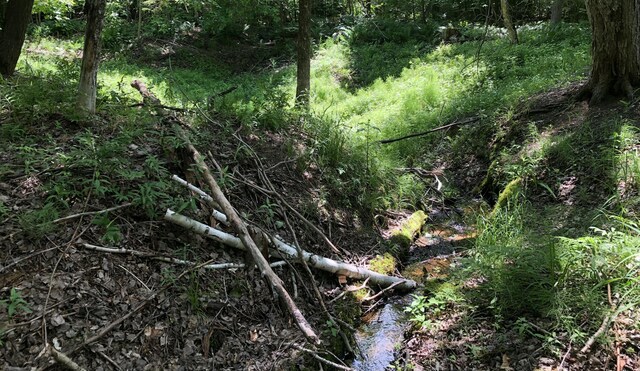 4550 E Simmons Rd, Hessel, MI 49745 - view of local wilderness
