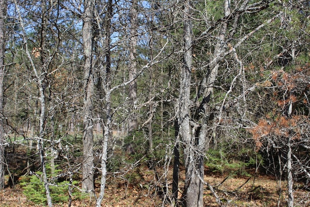 2032 W Oak Rd, Luzerne, MI 48636 - view of wooded area