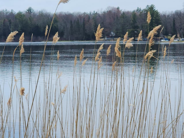 7305 Chain Lake Dr, South Branch, MI 48761 - water view featuring a forest