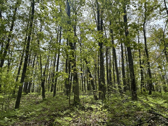 6251 M-65 N, Curran, MI 48728 - photo 23