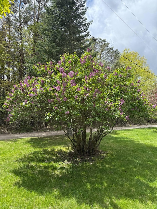 116 1st St, Hubbard Lake, MI 49747 - view of grassy yard