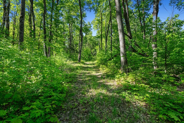 9707 Rogers Rd, Alanson, MI 49706 - view of woods