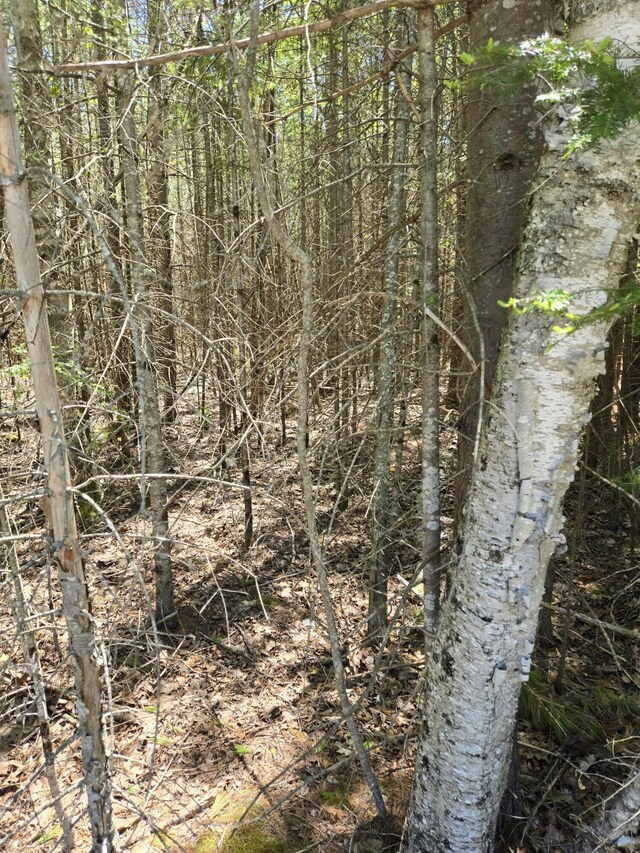 LOT365 Balsam Dr, Presque Isle, MI 49777 - photo 8