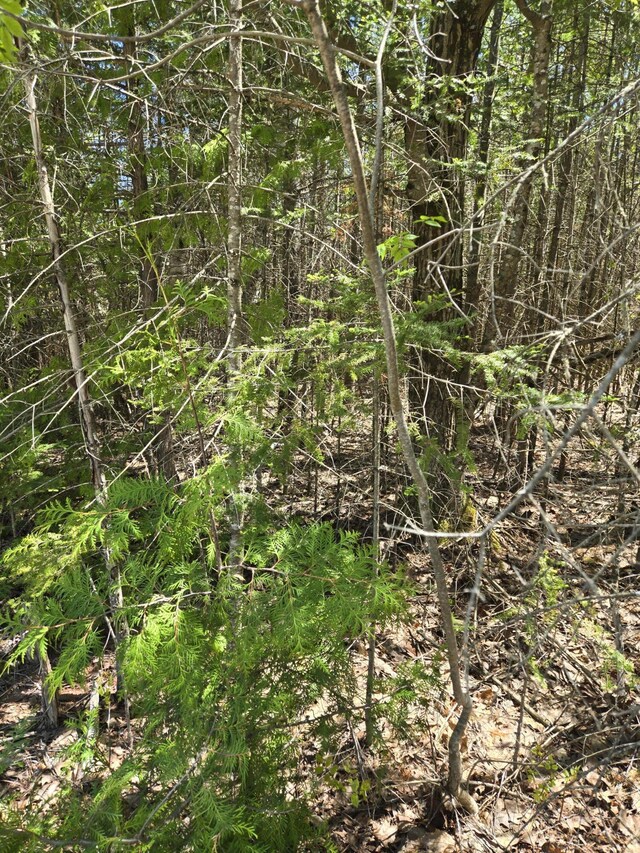 LOT365 Balsam Dr, Presque Isle, MI 49777 - photo 9