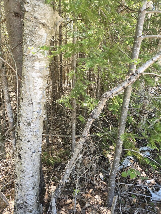 LOT365 Balsam Dr, Presque Isle, MI 49777 - photo 10