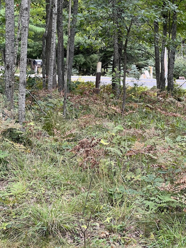 7781 N M-18, Roscommon, MI 48653 - view of local wilderness