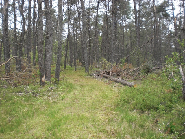 3123 Lovells Rd, Grayling, MI 49738 - view of wooded area