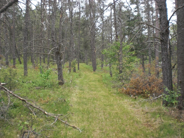 3123 Lovells Rd, Grayling, MI 49738 - view of tree filled area