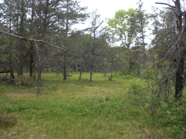 3123 Lovells Rd, Grayling, MI 49738 - view of woods
