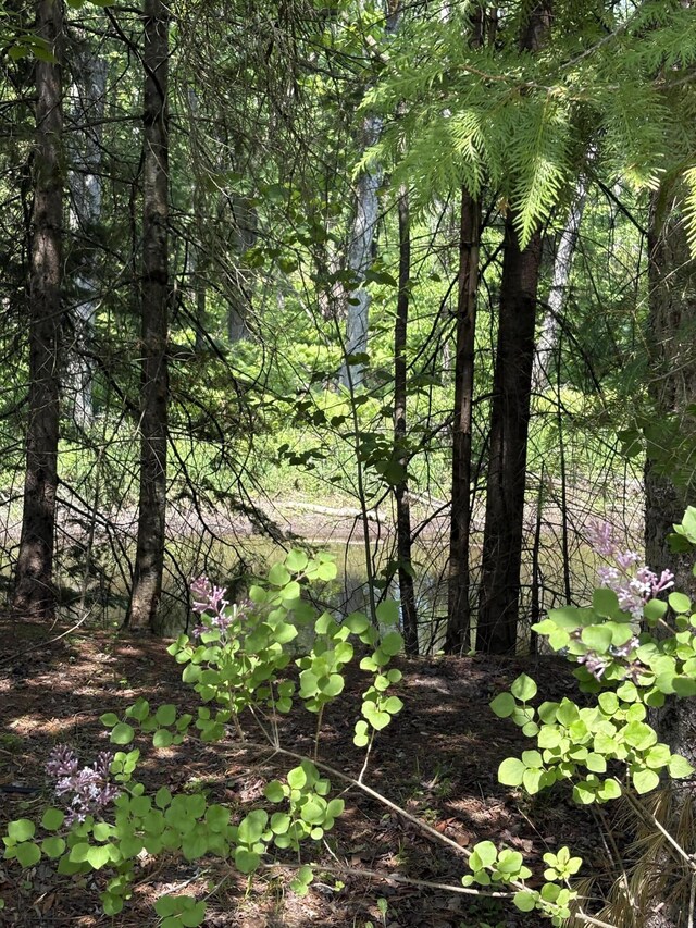20730 E Riverside Dr, Hillman, MI 49746 - view of local wilderness