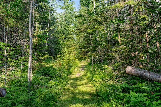 9150 W M-68, Indian River, MI 49749 - view of tree filled area