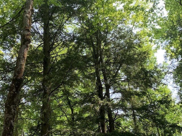 14501 3rd St, Hubbard Lake, MI 49747 - view of nature