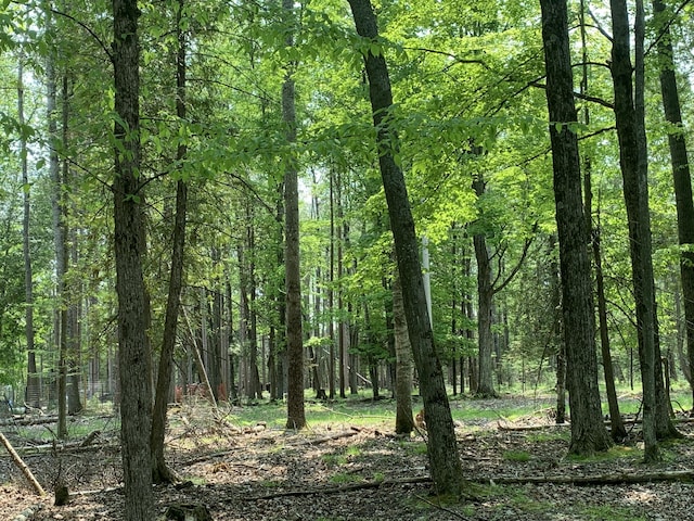 14501 3rd St, Hubbard Lake, MI 49747 - view of woods