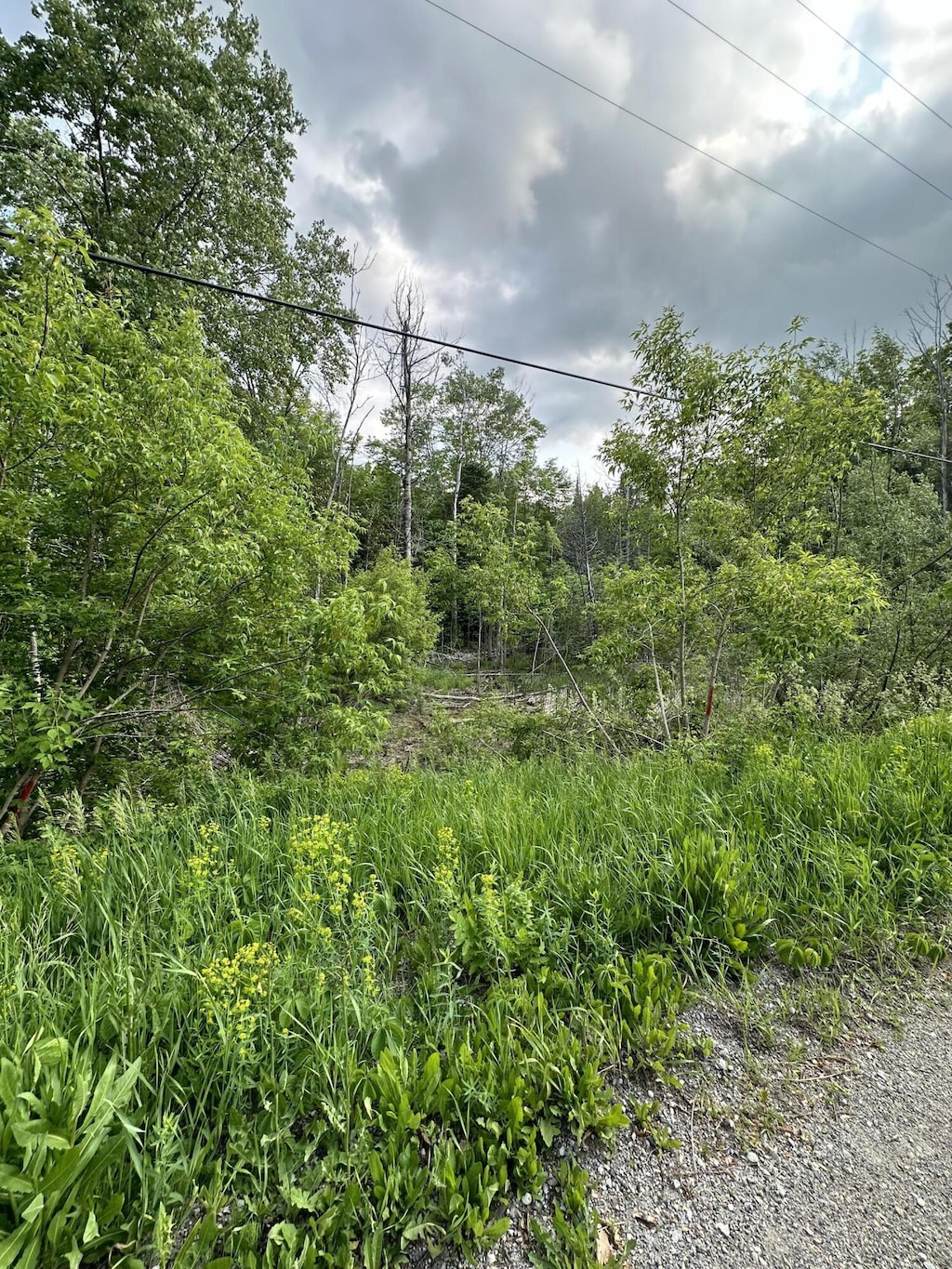 LOTS26-28 W Main St, Wolverine, MI 49799 - photo 2