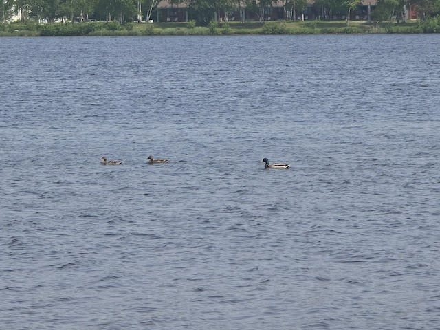 32132 W Birch Shores Dr, Trout Lake, MI 49793 - photo 41