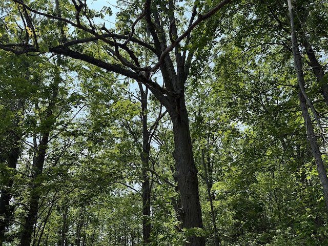 5913 M-33, Cheboygan, MI 49721 - view of woods
