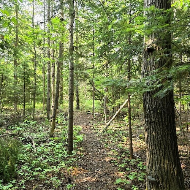 Martin Rd, Alpena, MI 49707 - photo 4