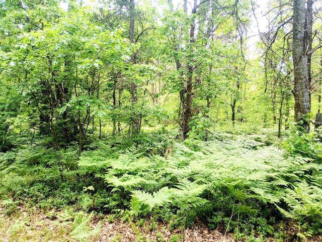 5228 S Brown Rd, Cadillac, MI 49601 - view of woods